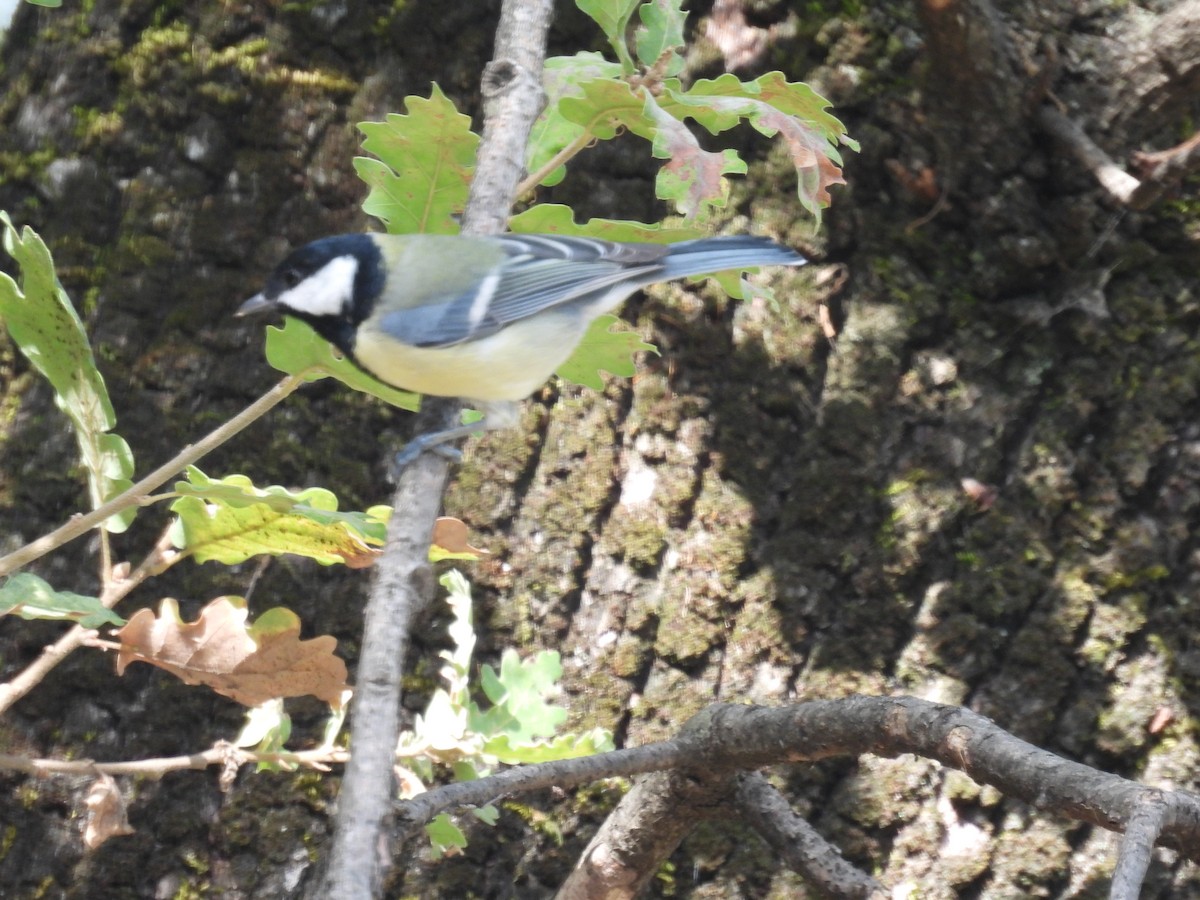 Great Tit (Great) - ML624086108