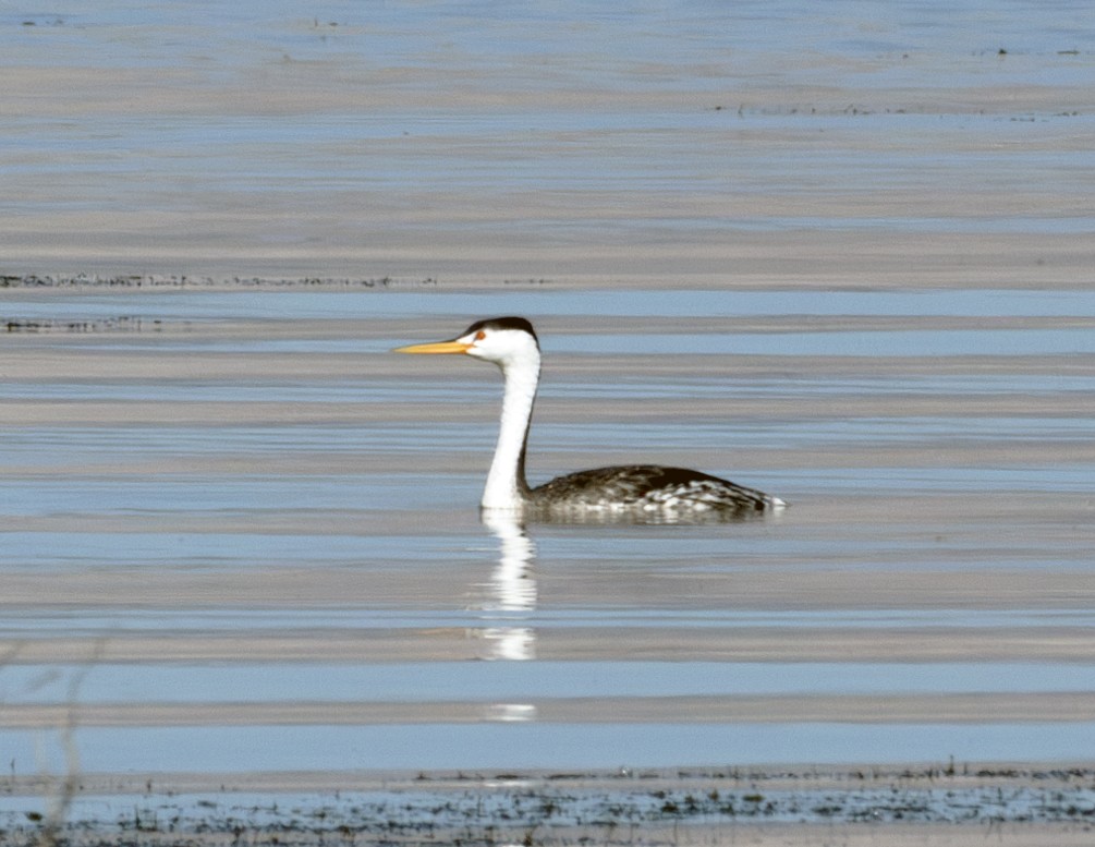 Clark's Grebe - Rich and Lynne Glassford