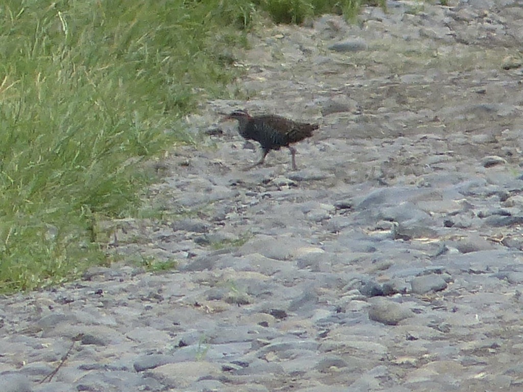 Buff-banded Rail - ML624086154