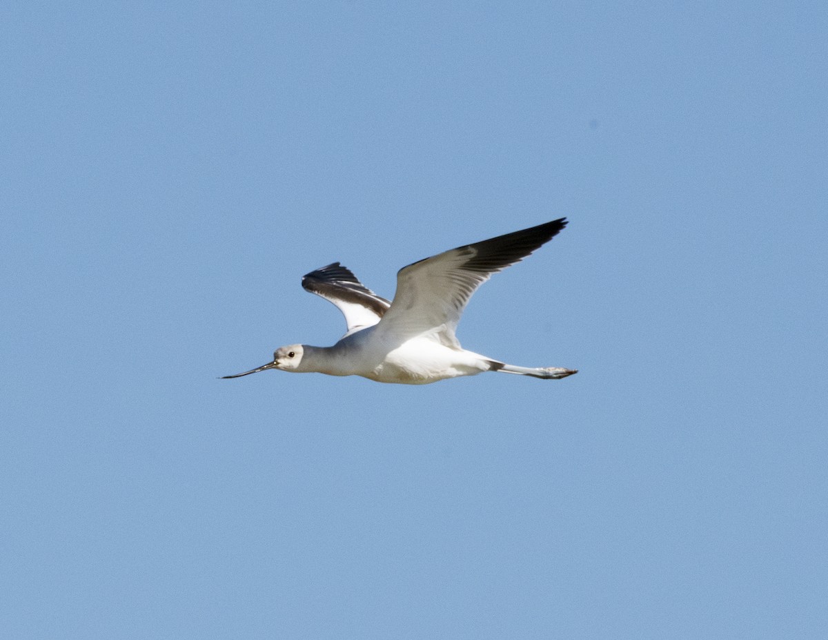 Avoceta Americana - ML624086160