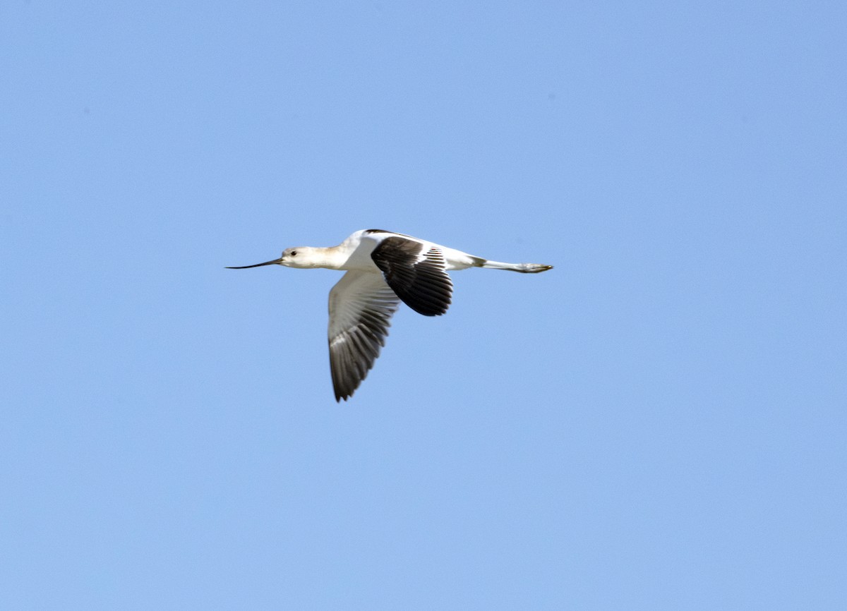 Avoceta Americana - ML624086161