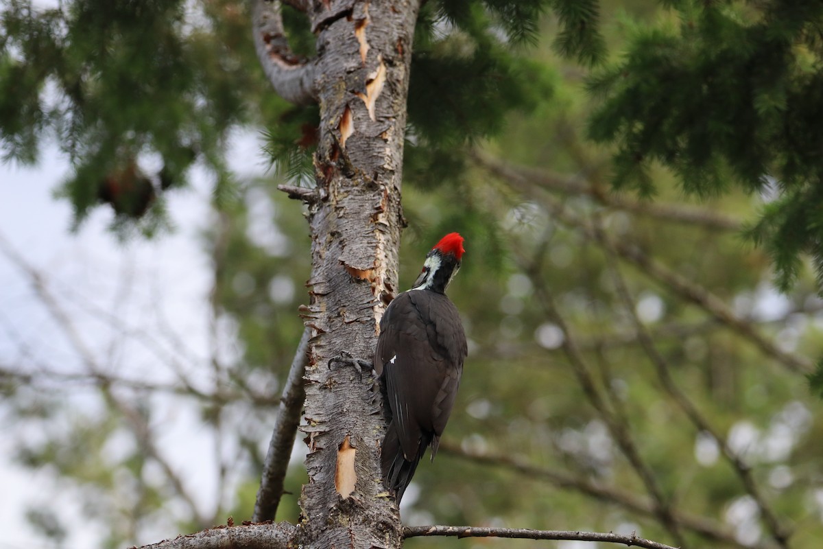 Pileated Woodpecker - Sarah von Innerebner