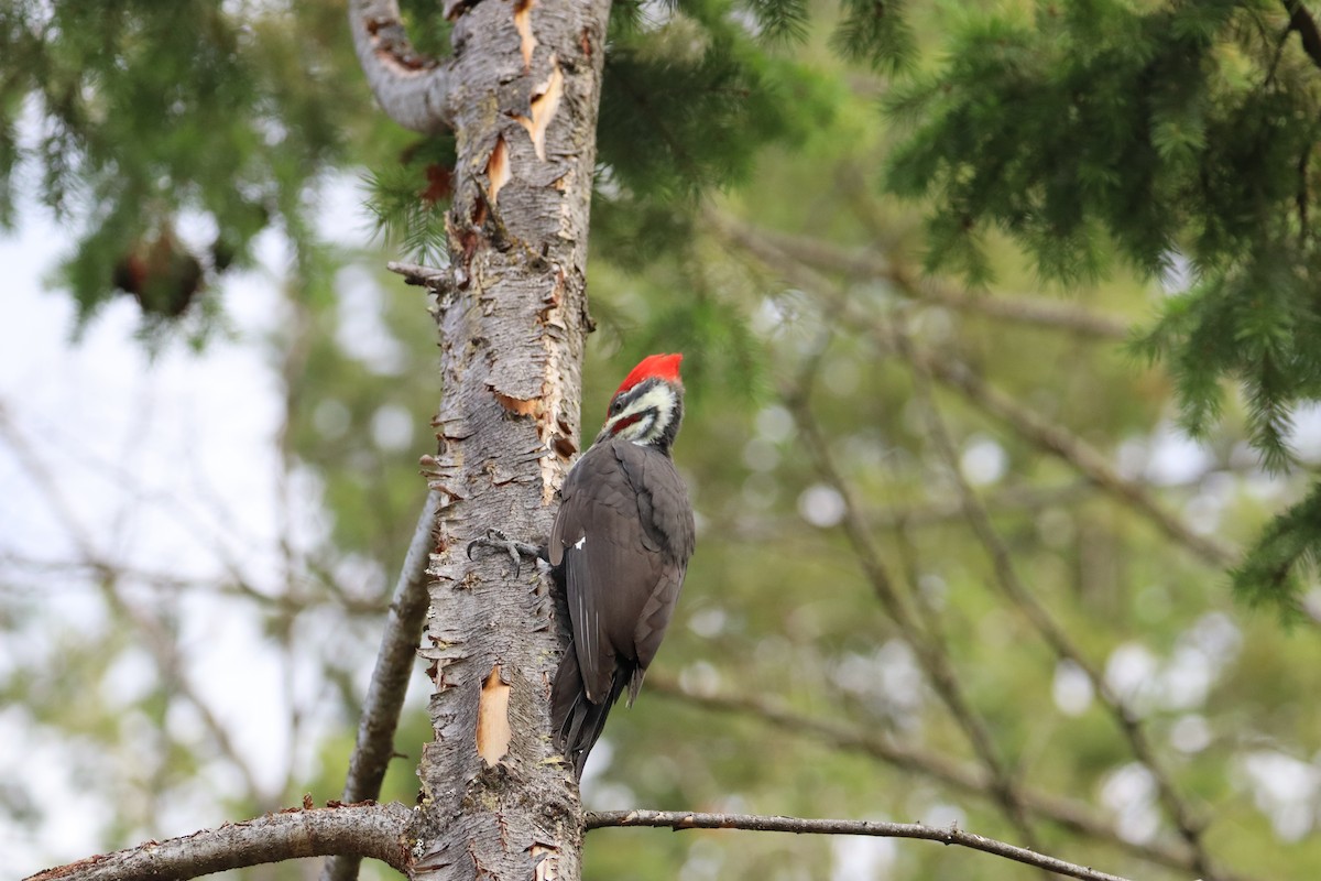 Pileated Woodpecker - Sarah von Innerebner