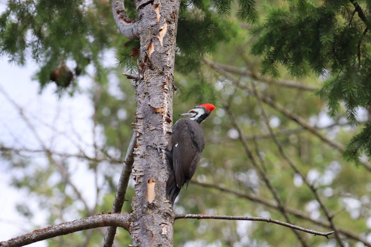 Pileated Woodpecker - ML624086167