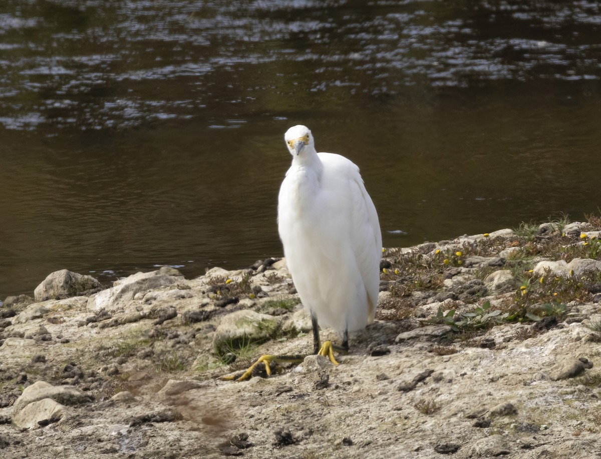 Snowy Egret - David Sexton