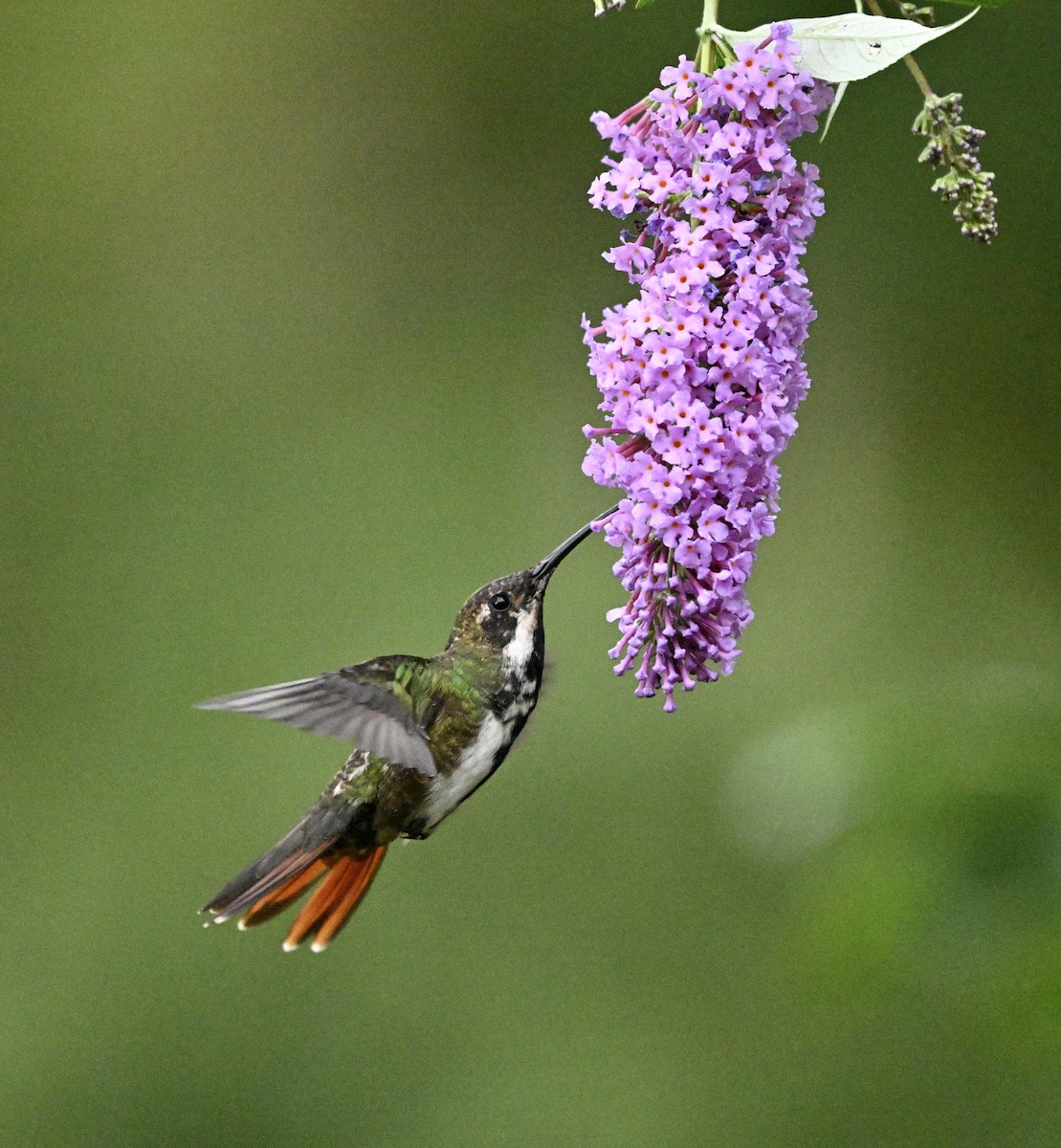 Schwarzbrust-Mangokolibri - ML624086218