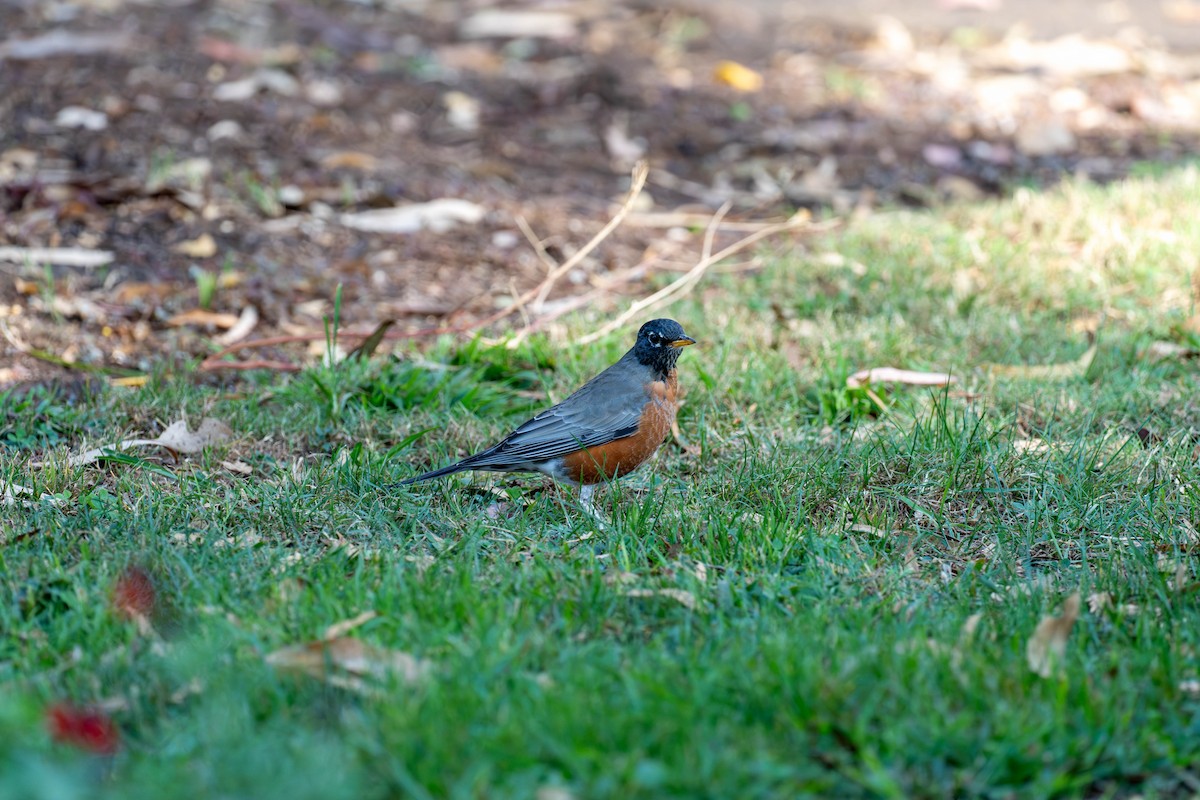 American Robin - ML624086228