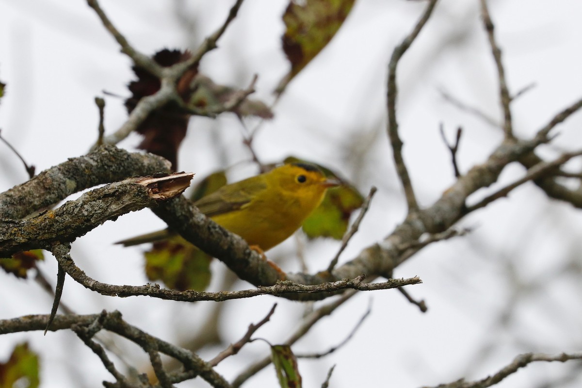 Wilson's Warbler - ML624086231