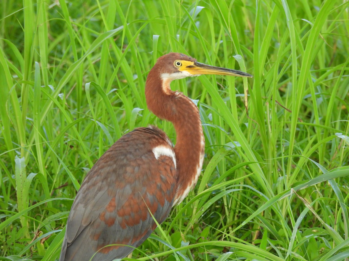 Tricolored Heron - ML624086241