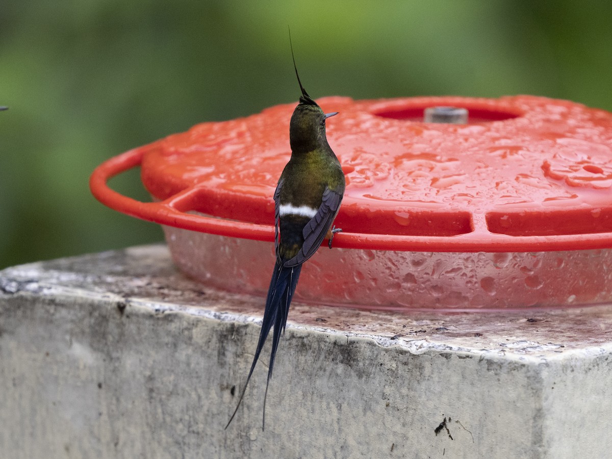 Wire-crested Thorntail - ML624086251