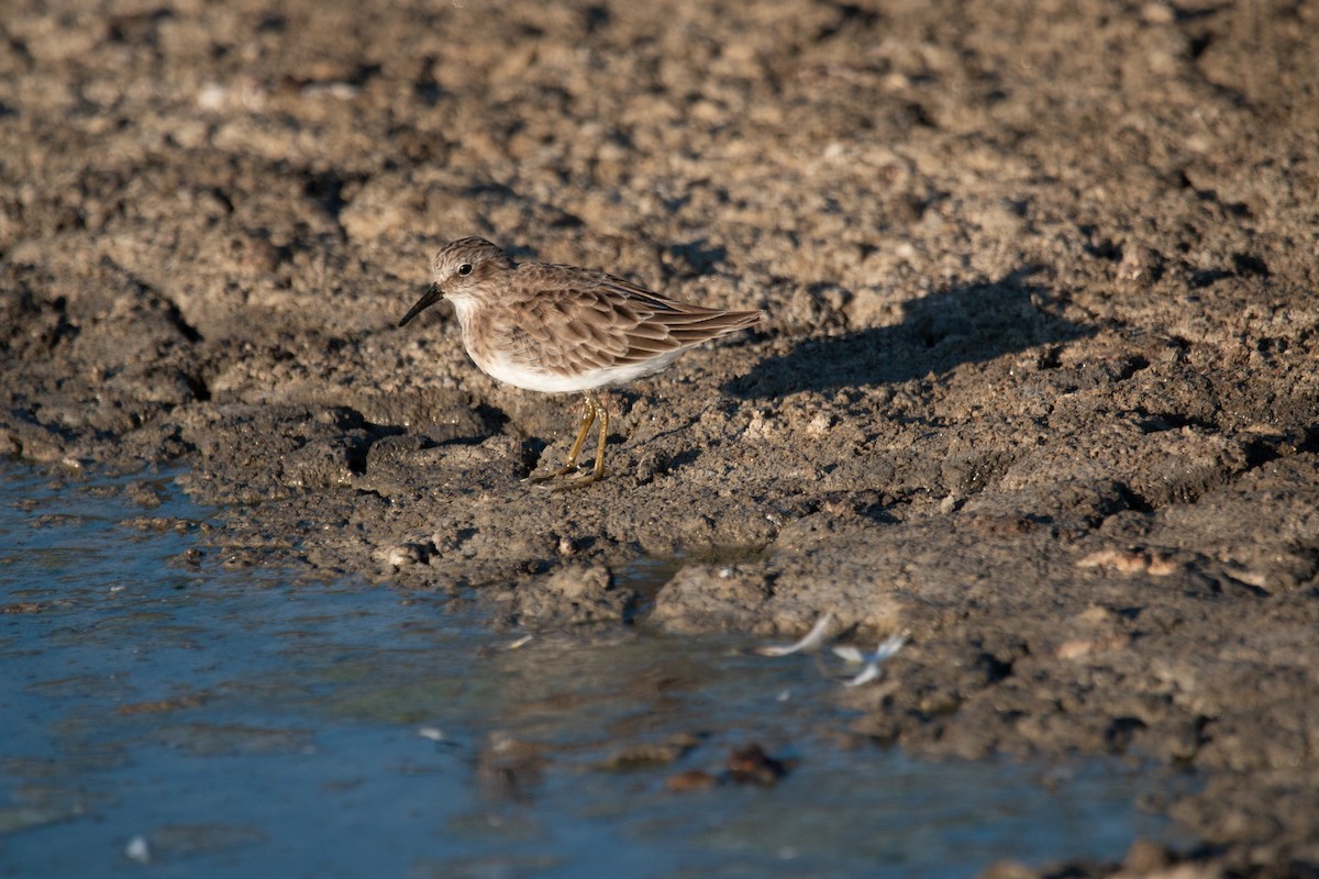 Least Sandpiper - Xiaoyu Wang