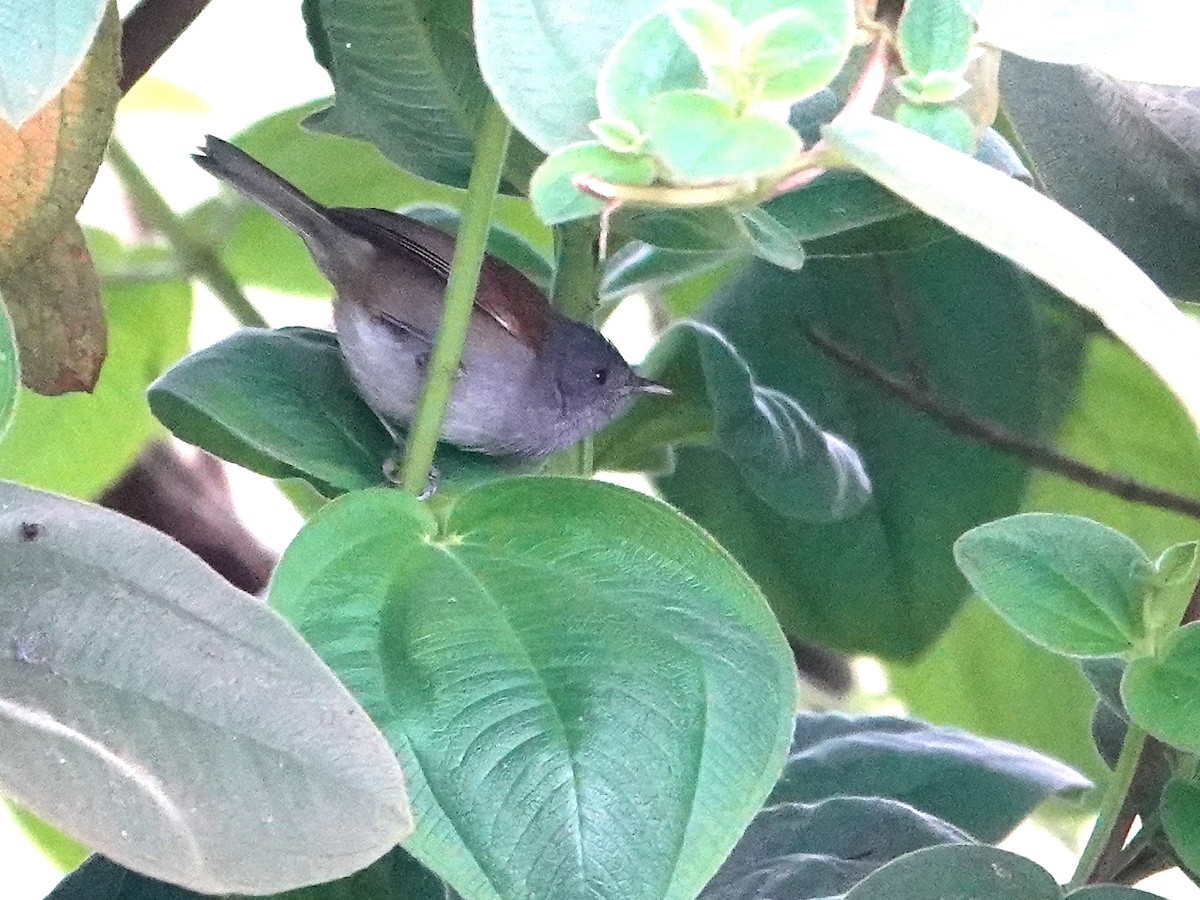 African Hill Babbler - ML624086285