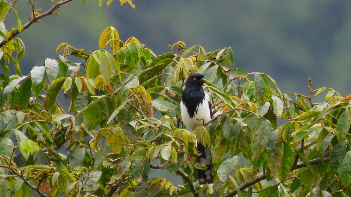 Magpie Tanager - ML624086302