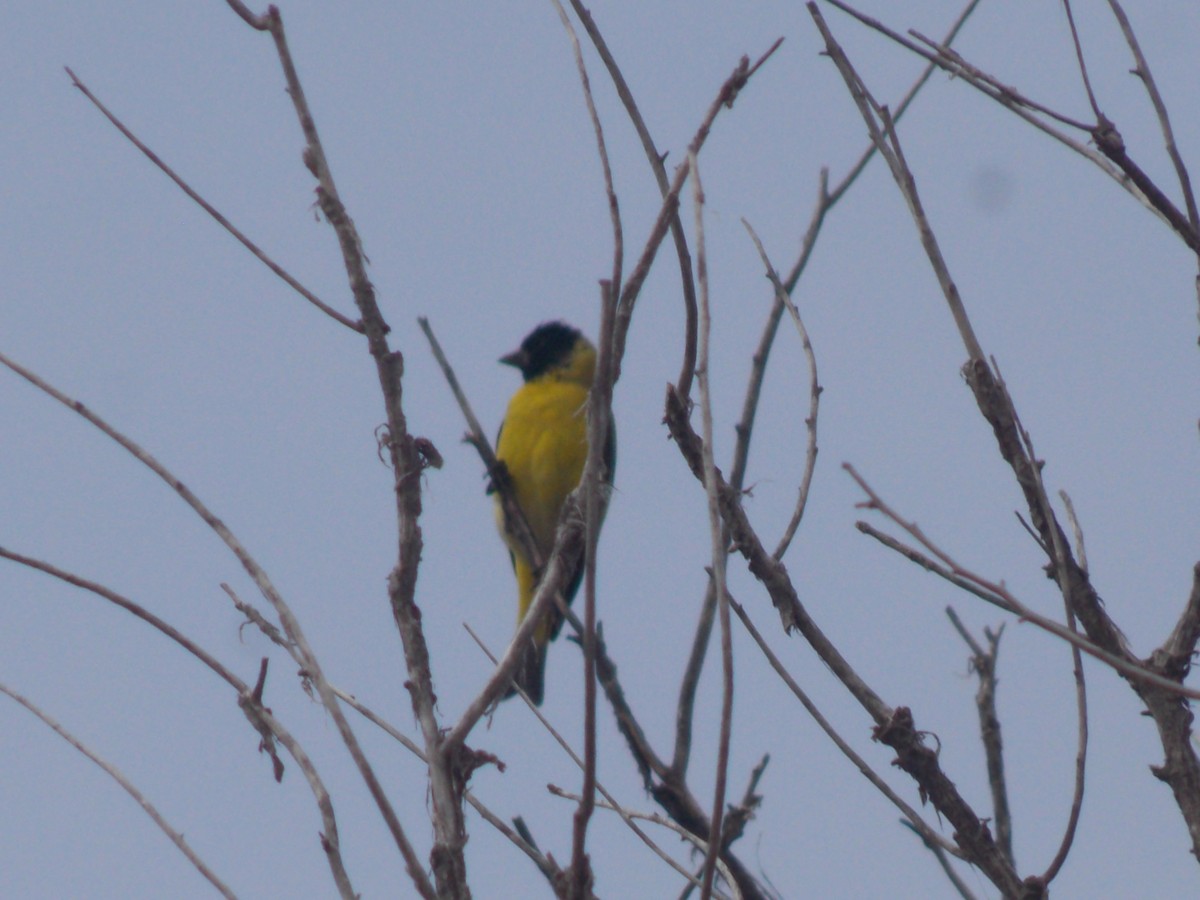 Hooded Siskin - ML624086329