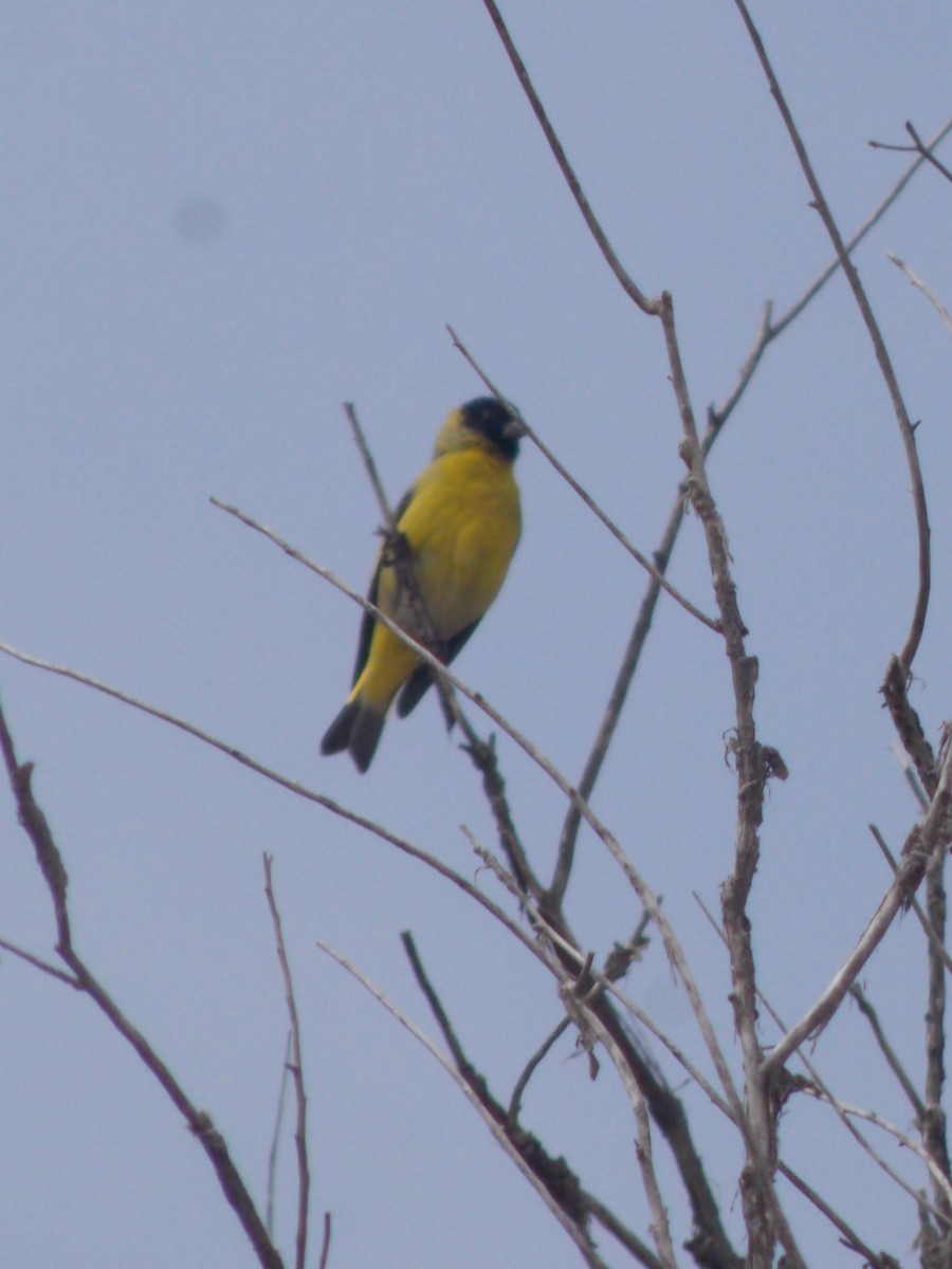 Hooded Siskin - ML624086331