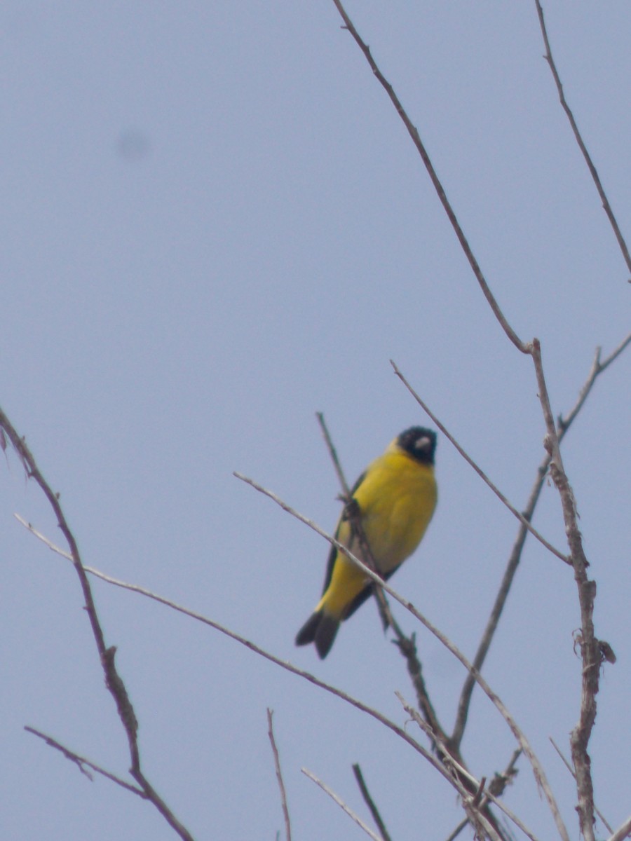 Hooded Siskin - ML624086332