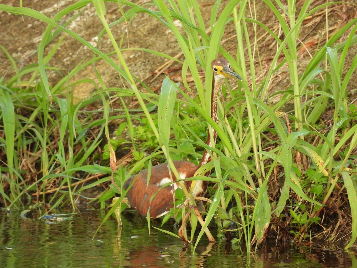 Tricolored Heron - ML624086362