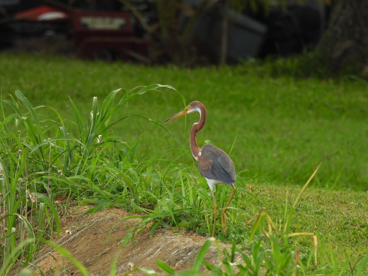 Tricolored Heron - ML624086363