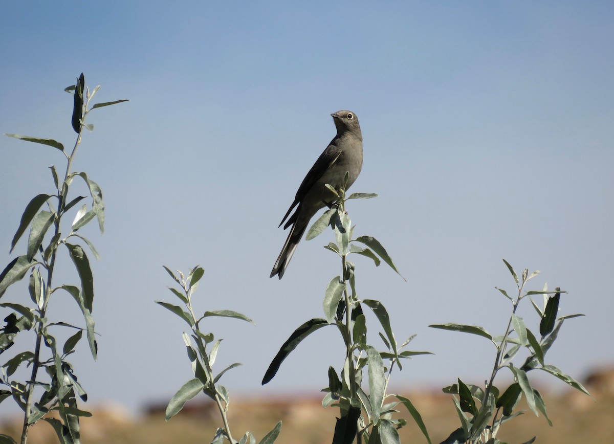 Townsend's Solitaire - ML624086366