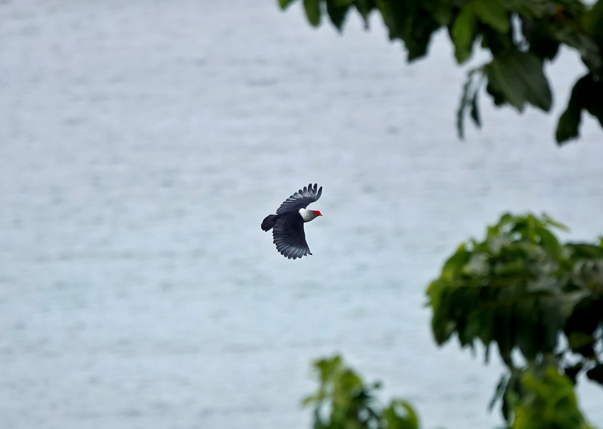 Seychelles Blue-Pigeon - ML624086367