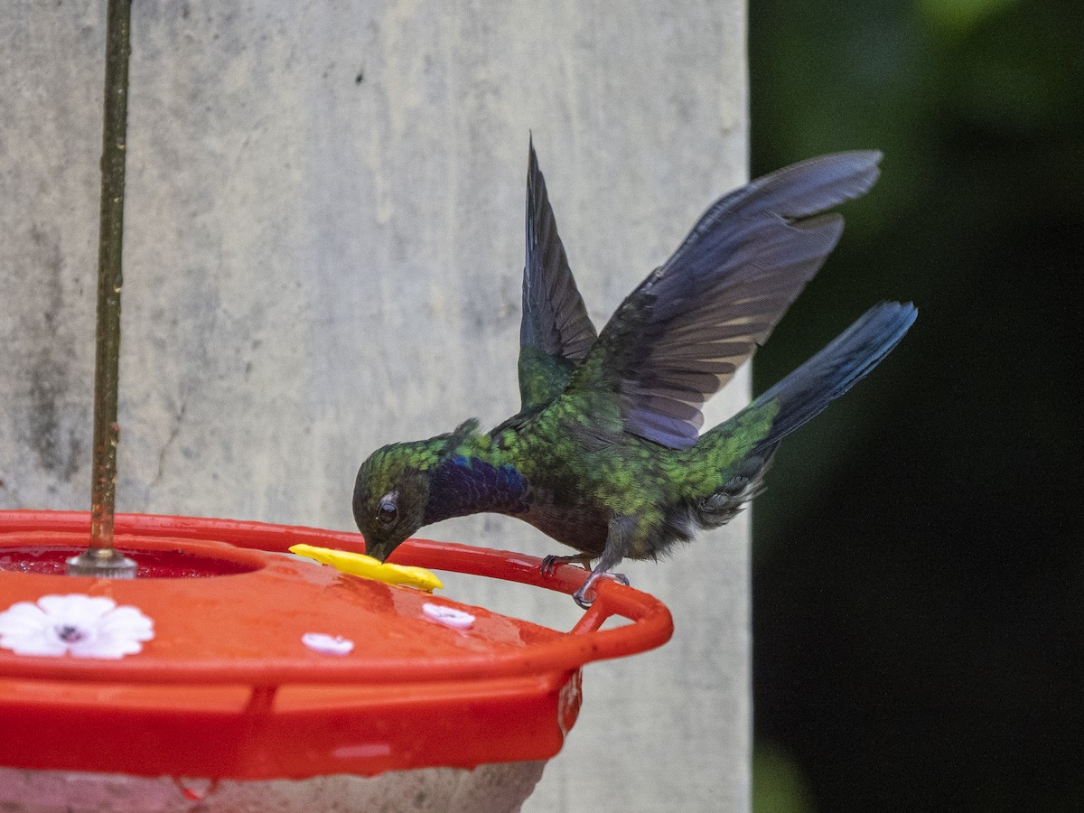 Colibrí del Napo - ML624086374