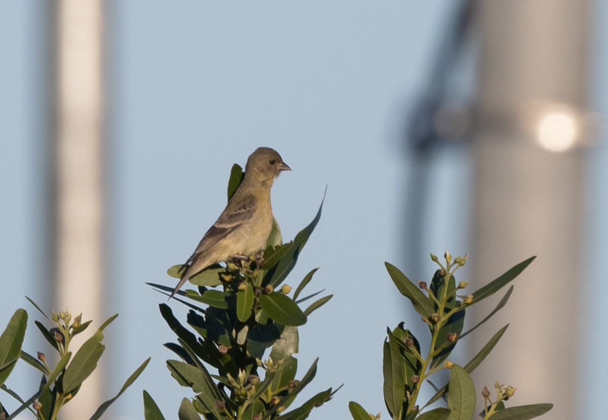 Lesser Goldfinch - Mark Rauzon