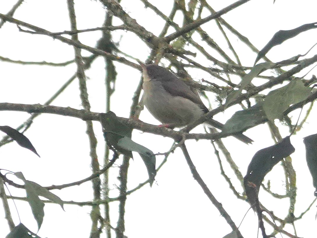 Gray Apalis - ML624086380