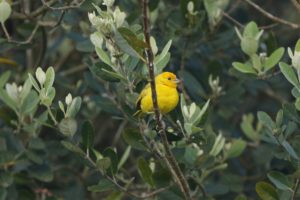 Saffron Finch (Saffron) - ML624086391