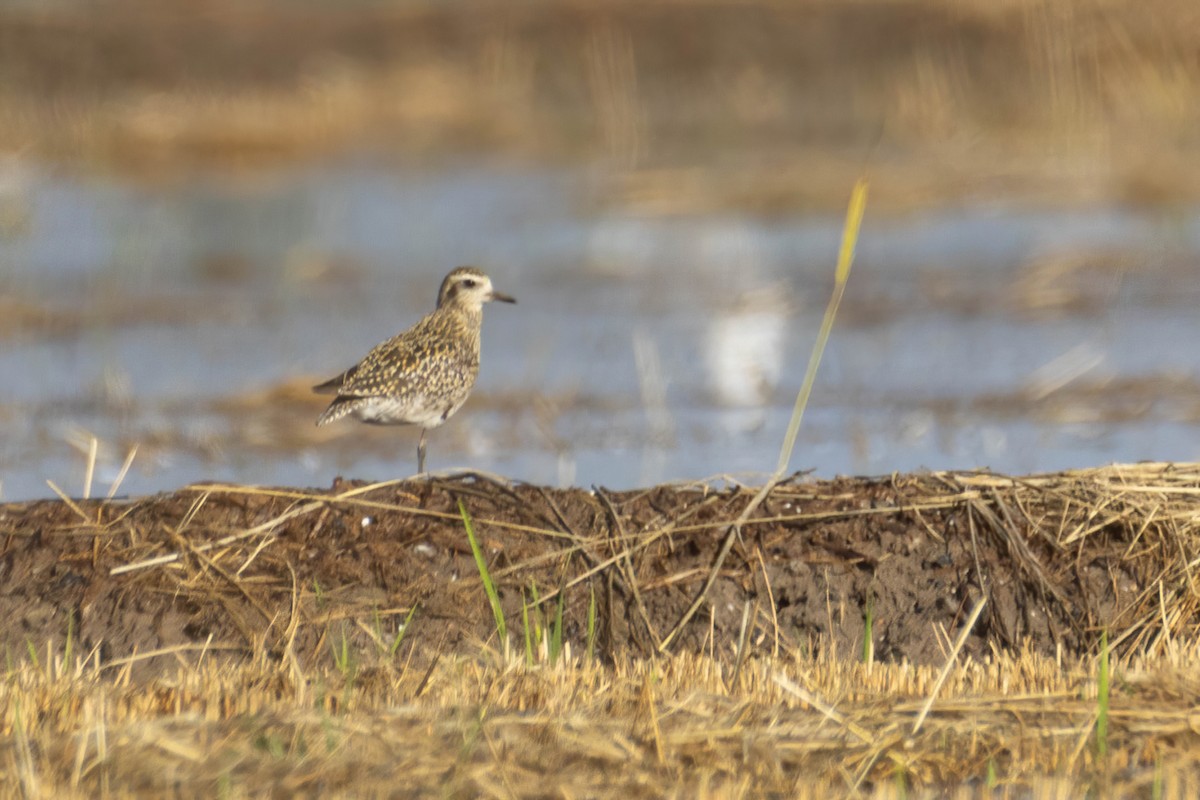 Pacific Golden-Plover - ML624086407