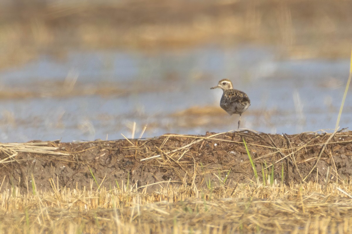 Pacific Golden-Plover - ML624086408