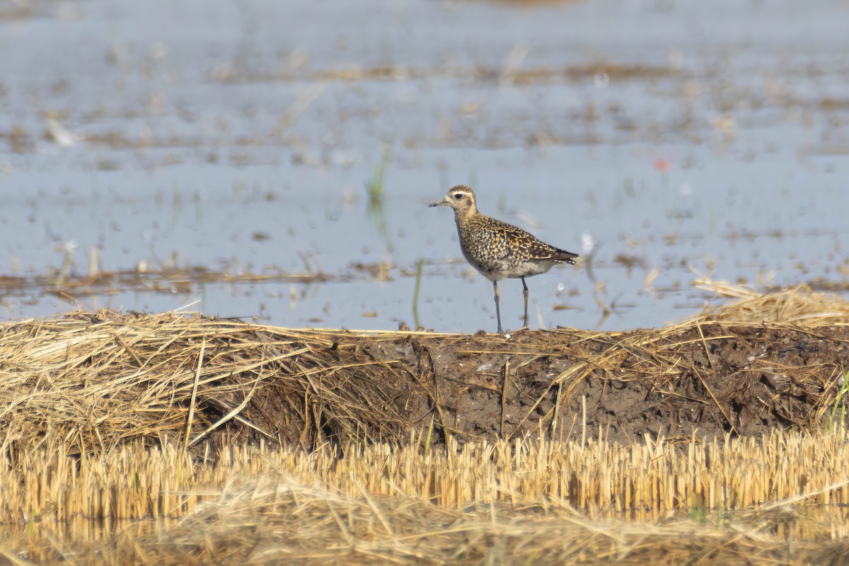 Pacific Golden-Plover - ML624086409