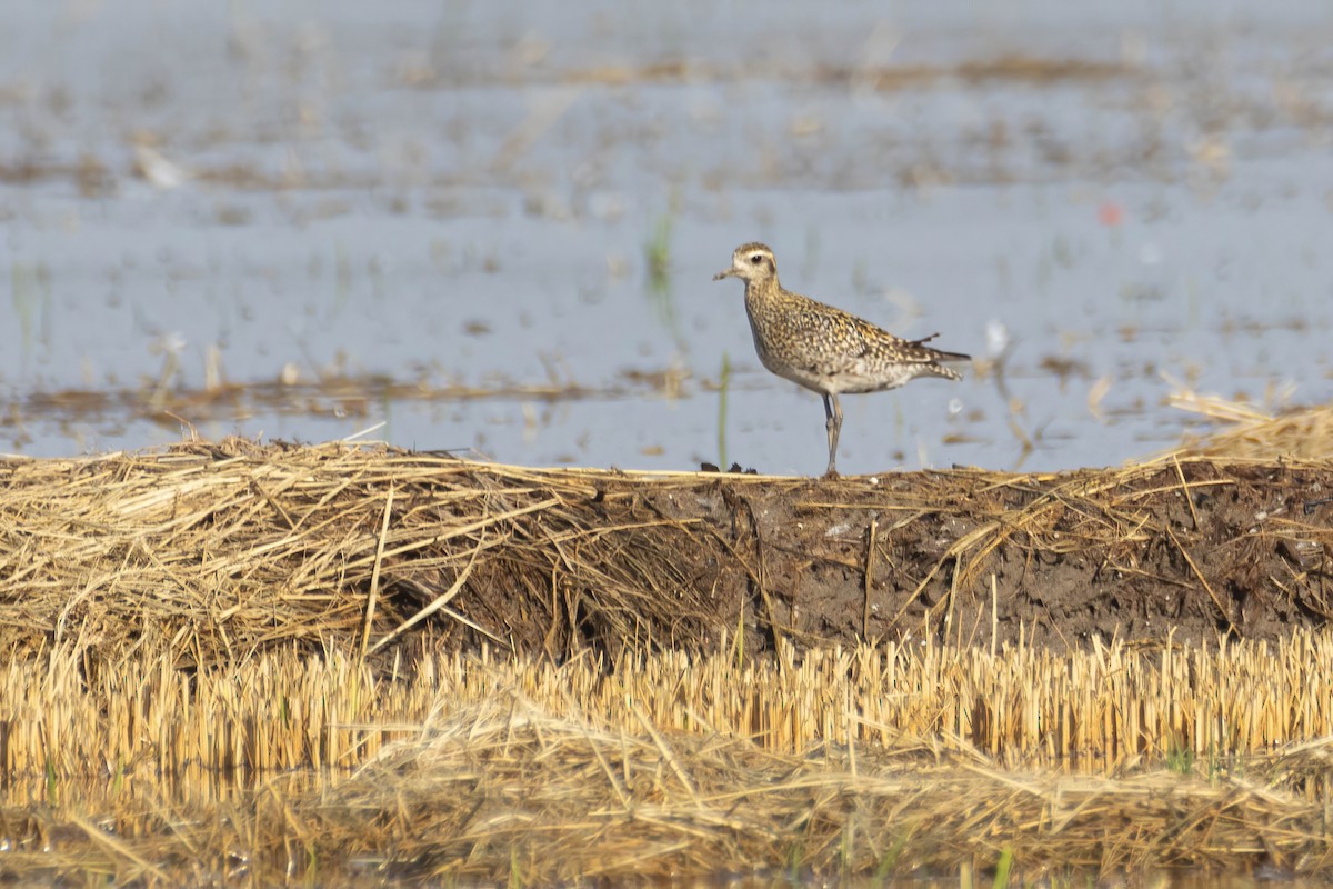 Pacific Golden-Plover - ML624086410