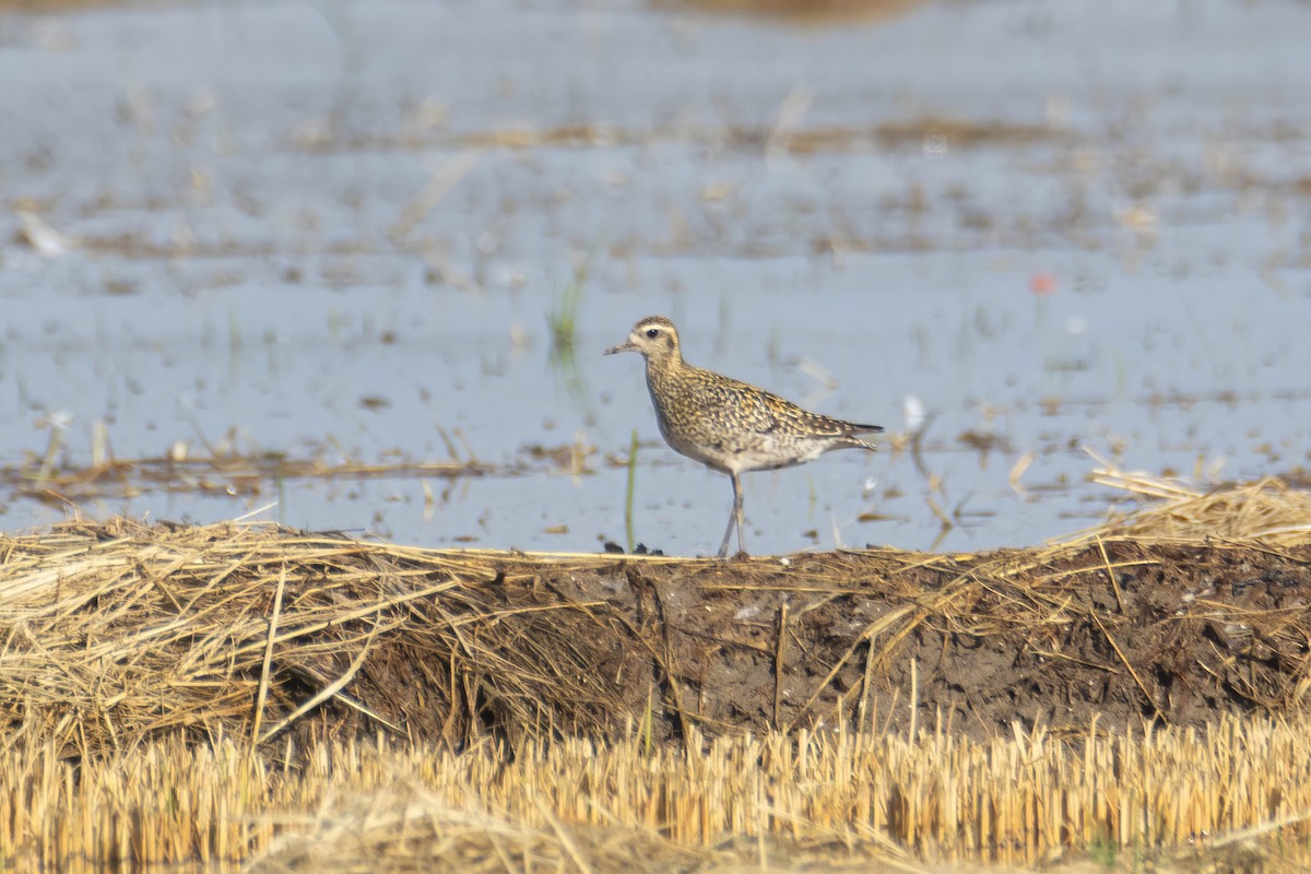 Pacific Golden-Plover - ML624086411