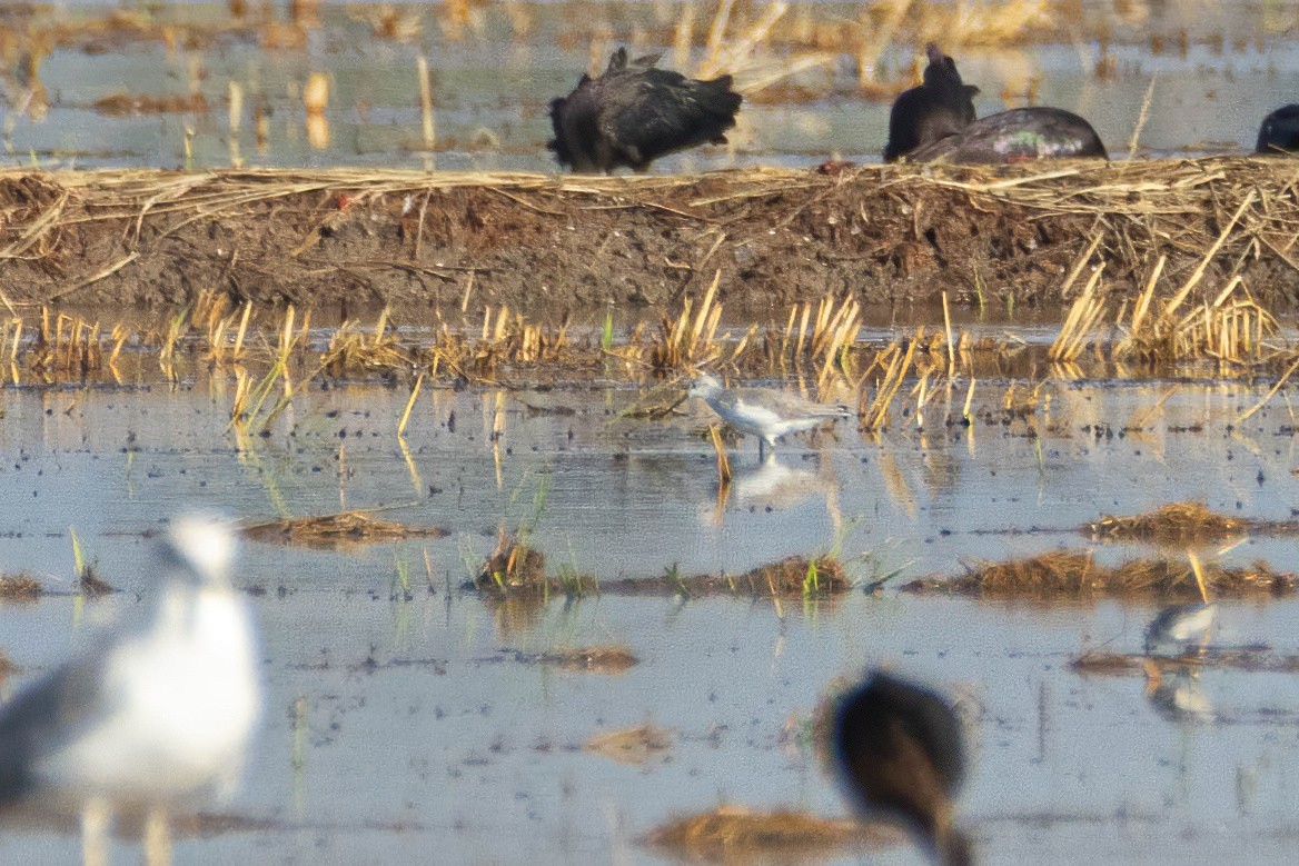 Marsh Sandpiper - ML624086418