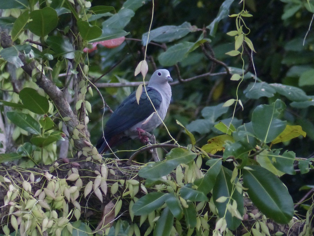 Island Imperial-Pigeon - Jenny Bowman