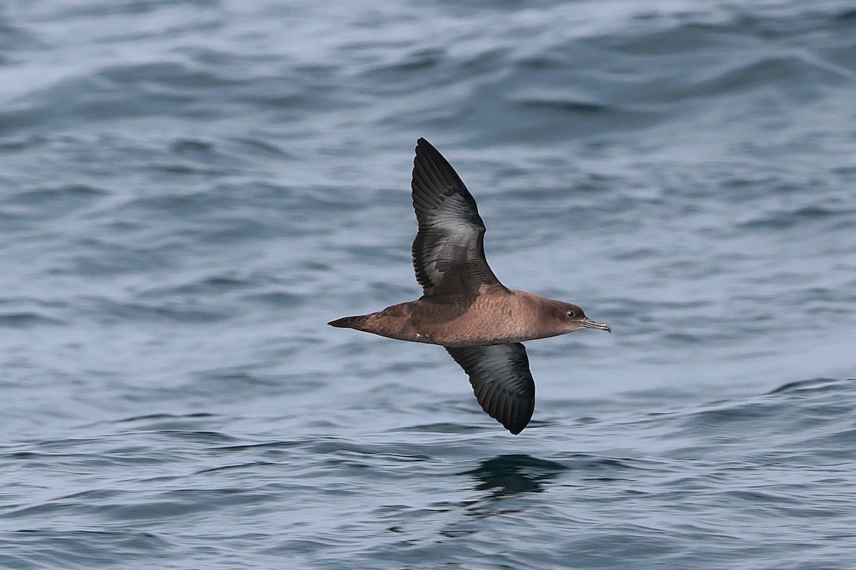 Sooty Shearwater - ML624086424