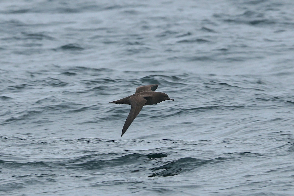 Sooty Shearwater - ML624086425