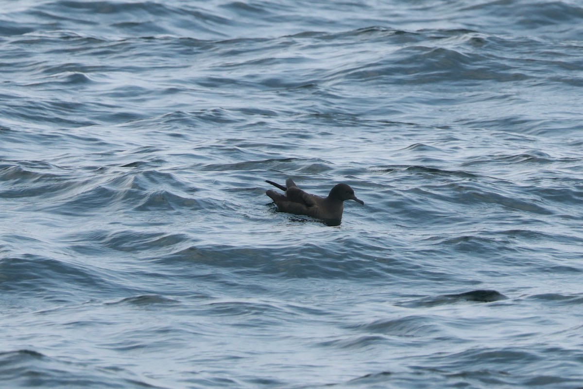 Sooty Shearwater - ML624086426