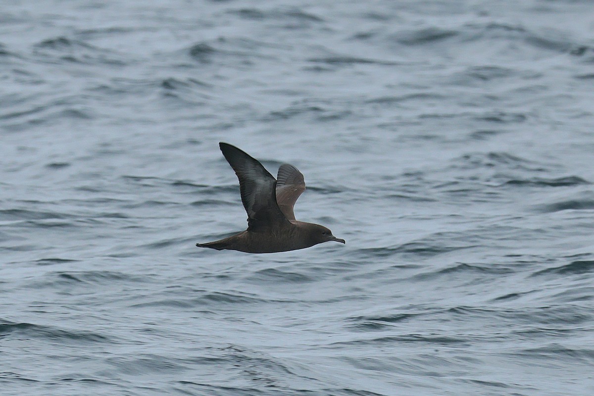 Sooty Shearwater - ML624086427