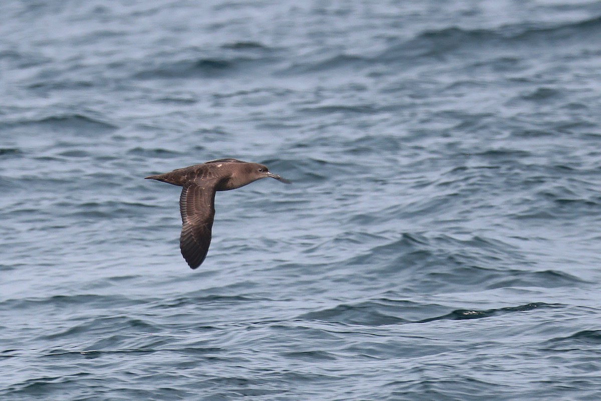 Sooty Shearwater - ML624086428