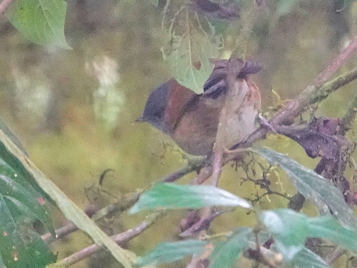 African Hill Babbler - ML624086447