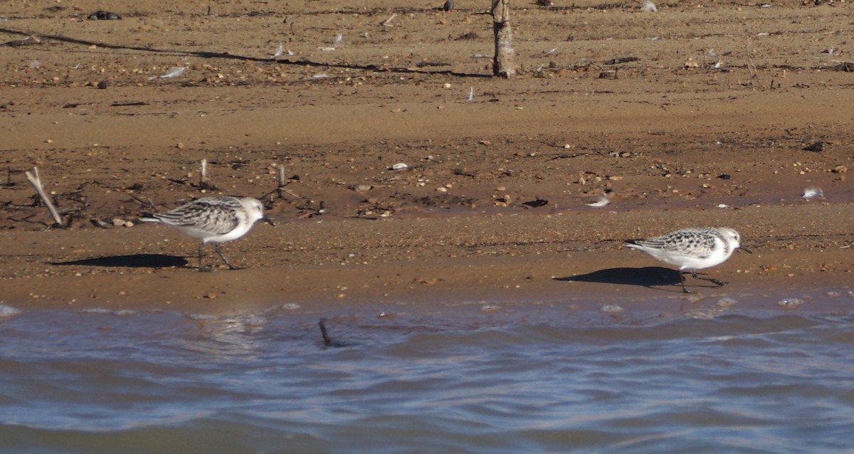 Sanderling - ML624086452