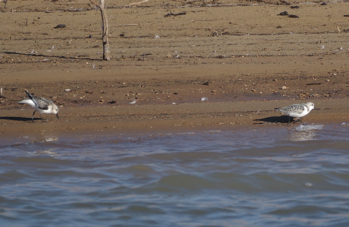 Sanderling - ML624086453