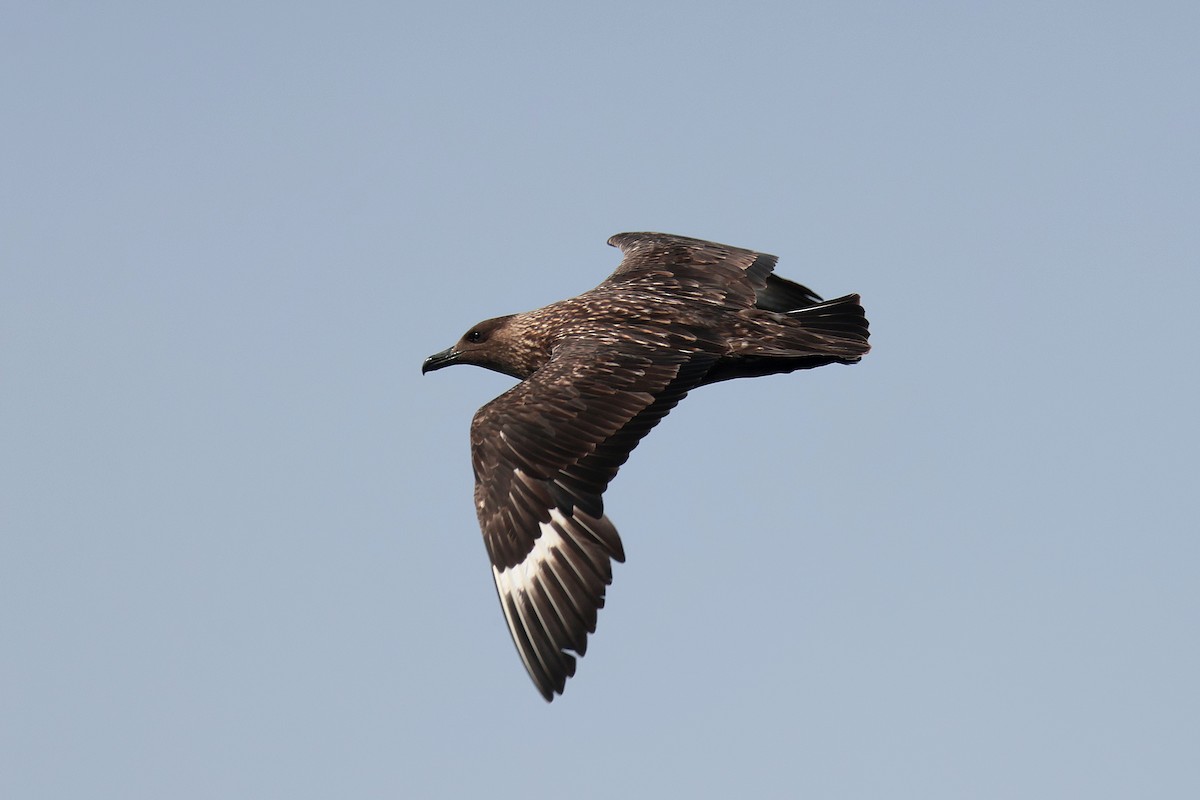 Great Skua - Seán Holland