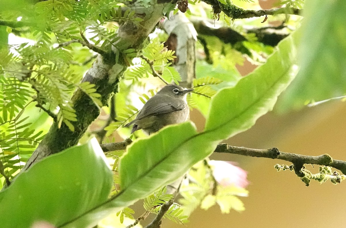 Seychelles White-eye - ML624086466