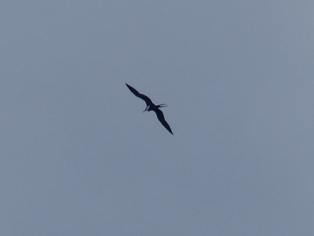 Lesser Frigatebird - Jenny Bowman