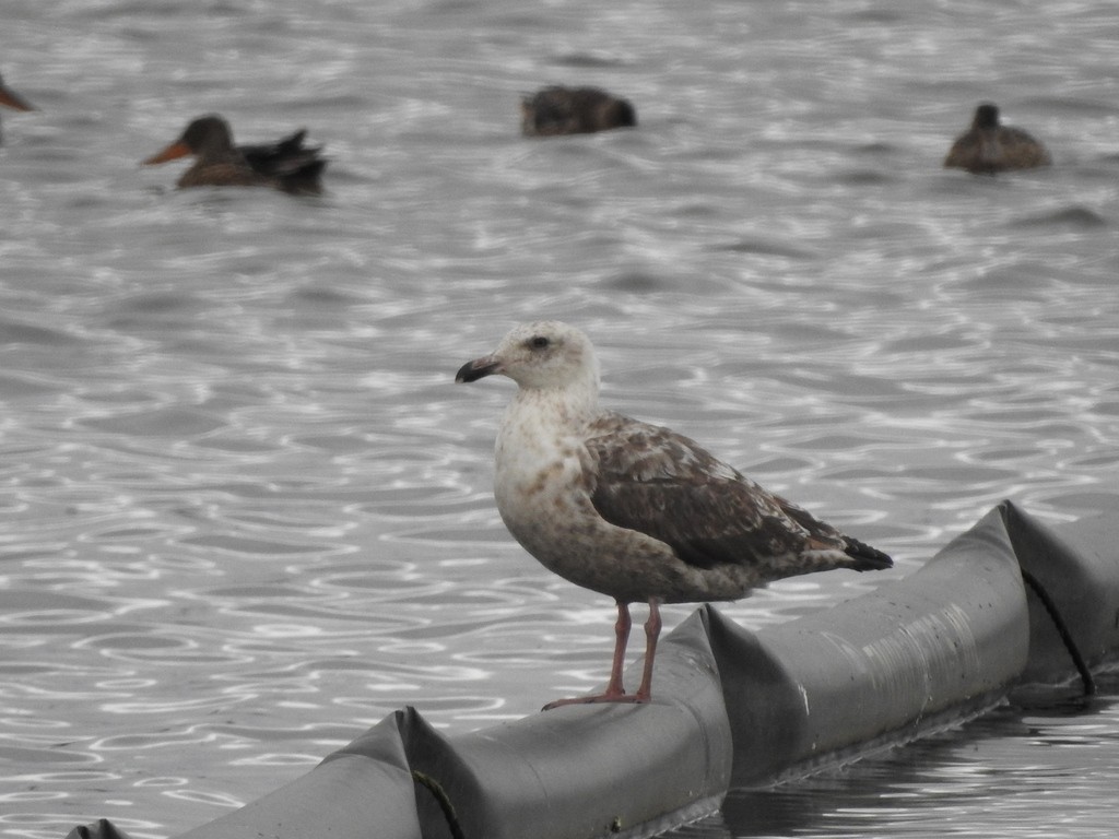 Мартин охотський - ML624086468