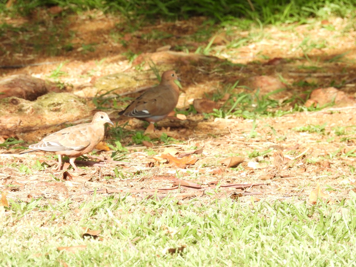 Zenaida Dove - Mirielle Villanueva