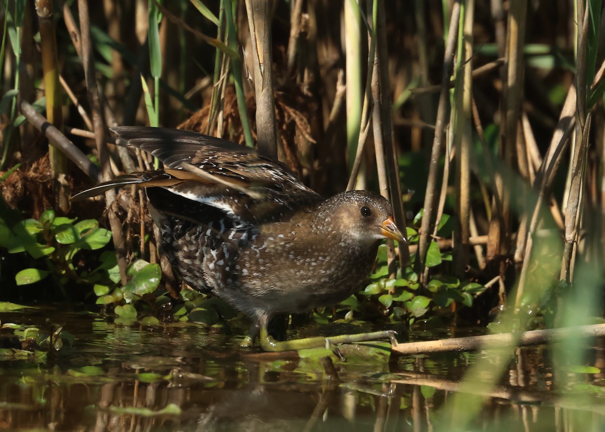 Spotted Crake - ML624086493