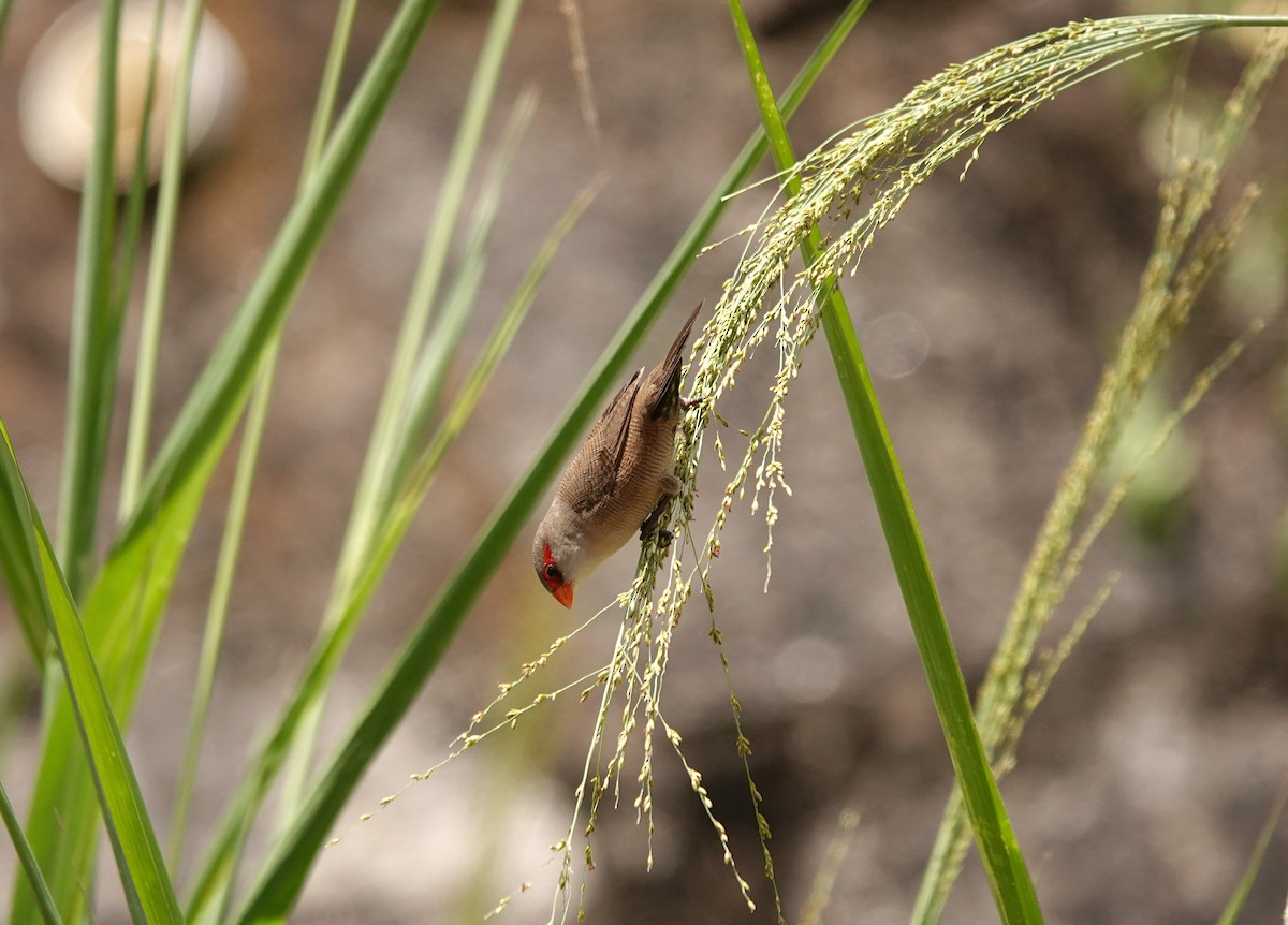 Common Waxbill - ML624086520